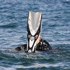 Diving Fins X-Stream Orange R-41-44 Mares 410019BNROR