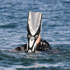Diving Fins X-Stream Orange S-37-41 Mares 410019BNSOR